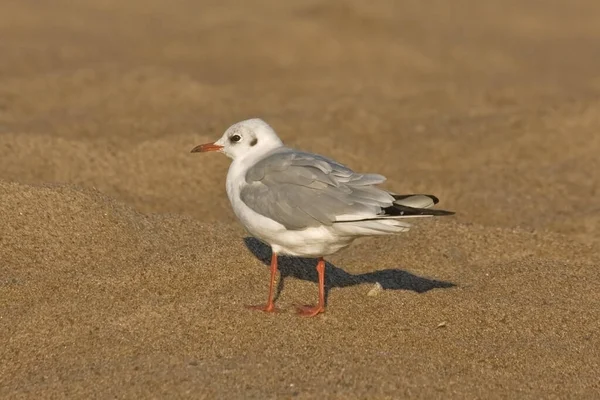 Möwen Spazieren Strand Schwarzkopfmöwe Chroicocephalus Ridibundus — Stockfoto