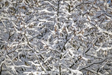 Soyut kış kompozisyonu. Ağaç dallarında kar.