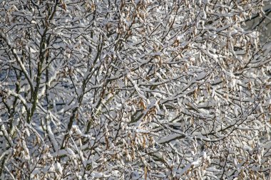 Soyut kış kompozisyonu. Ağaç dallarında kar.