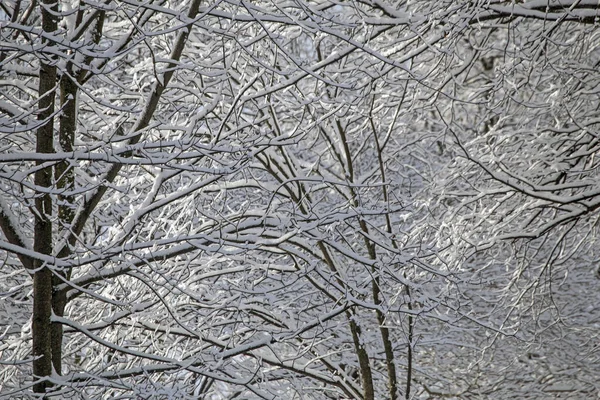 Composição Inverno Abstrata Neve Nos Galhos Árvore — Fotografia de Stock