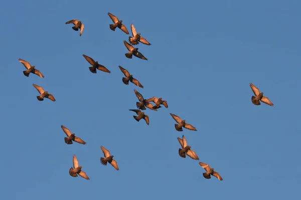 Mavi Gökyüzünde Uçan Güvercinler Rock Dove Columba Livia — Stok fotoğraf