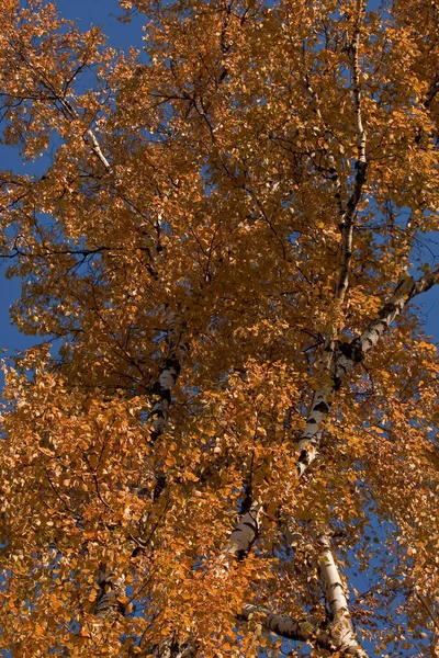 Birkenblätter Gegen Den Blauen Himmel — Stockfoto