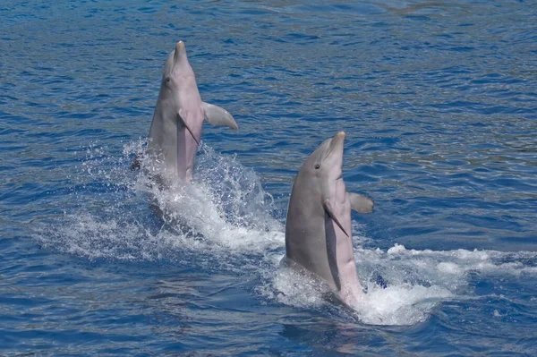 Zwei Delfine Springen Aus Dem Wasser — Stockfoto