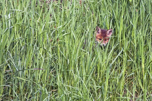 Petit Renard Dans Herbe Renard Roux Vulpes Vulpes Jours — Photo