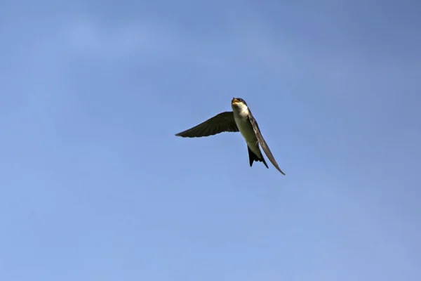 Летающий Обыкновенный Мартин Delichon Urbicum — стоковое фото