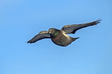 Mavi gökyüzünde uçan güvercinler. Kaya güvercini veya güvercin (Columba livia).