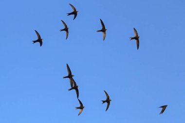 Uçan siyah kırlangıçlar sürüsü. Genel Swift (Apus apus).