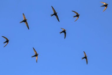 Uçan siyah kırlangıçlar sürüsü. Genel Swift (Apus apus).