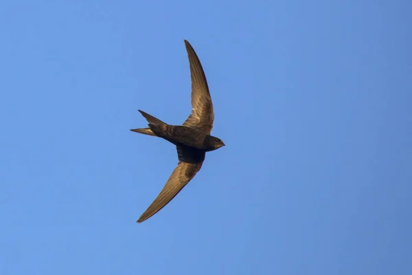 Черный Бык Летит Голубому Небу Common Swift Apus Apus — стоковое фото