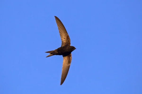 Черный Бык Летит Голубому Небу Common Swift Apus Apus — стоковое фото