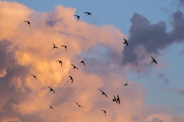 Flok Flyvende Sorte Hurtigt Almindelig Swift Apus Apus - Stock-foto