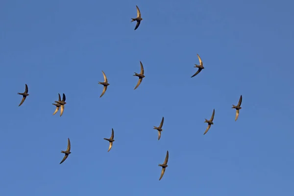 Flock Flying Black Swifts Common Swift Apus Apus — Stock Photo, Image