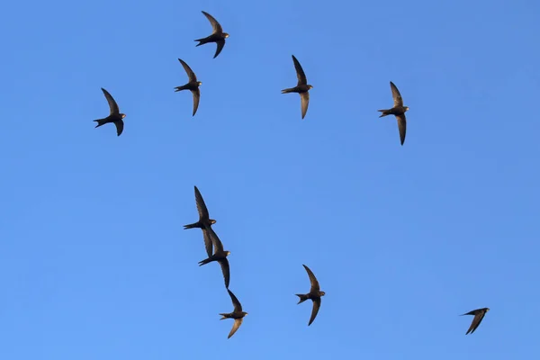 Uçan Siyah Kırlangıçlar Sürüsü Genel Swift Apus Apus - Stok İmaj