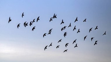 Gökyüzünde uçan güvercin sürüsü. Kaya güvercini veya güvercin (Columba livia).