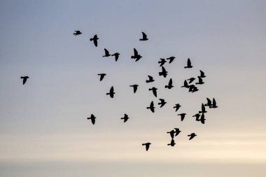 Gökyüzünde uçan güvercin sürüsü. Kaya güvercini veya güvercin (Columba livia).