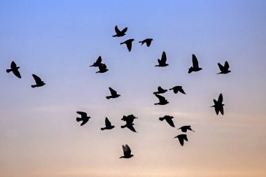 Gökyüzünde uçan güvercin sürüsü. Kaya güvercini veya güvercin (Columba livia).