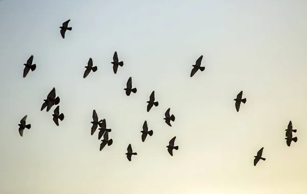 Galambok Röpködnek Égen Galamb Vagy Közönséges Galamb Columba Livia — Stock Fotó