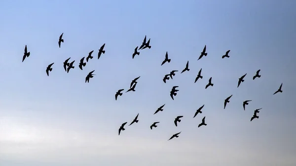 Σμήνη Περιστεριών Που Πετούν Στον Ουρανό Περιστέρι Κοινό Περιστέρι Columba — Φωτογραφία Αρχείου
