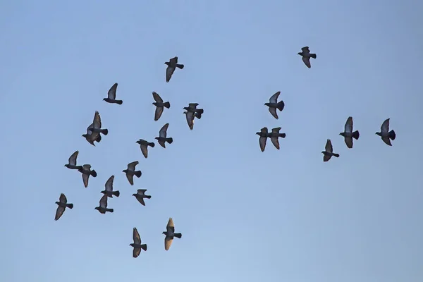 Gökyüzünde Uçan Güvercin Sürüsü Kaya Güvercini Veya Güvercin Columba Livia — Stok fotoğraf