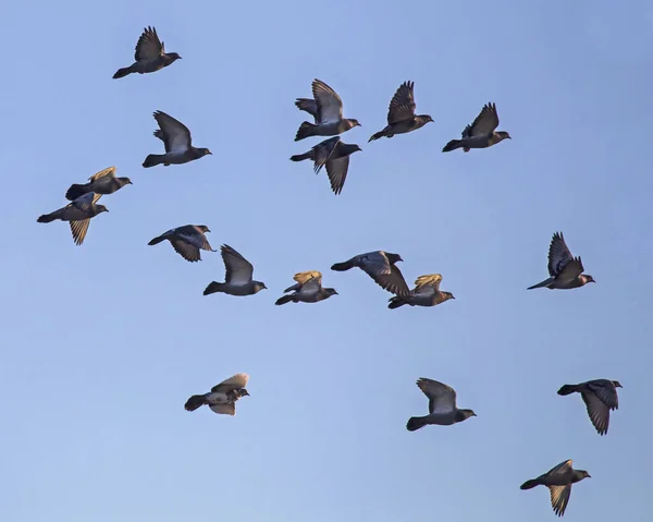 Taubenschwärme Fliegen Himmel Felsentaube Oder Taube Columba Livia — Stockfoto