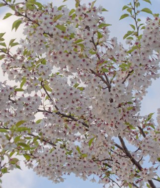 Bahar çiçekli sakura 'nın yakın çekimi. Güzel gün batımı ışığında çiçek açan kiraz dalı..