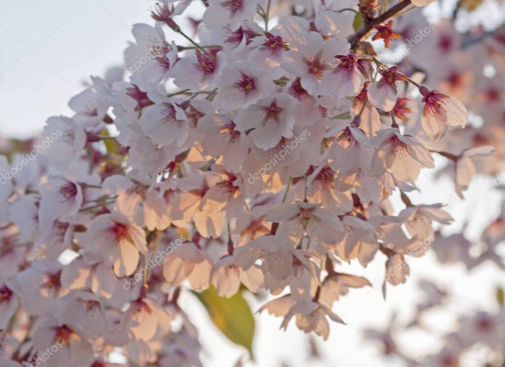 Close-up of spring blooming sakura. A branch of blooming Cherry blossom in the beautiful sunset light.