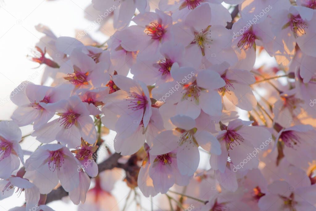 Close-up of spring blooming sakura. A branch of blooming Cherry blossom in the beautiful sunset light.