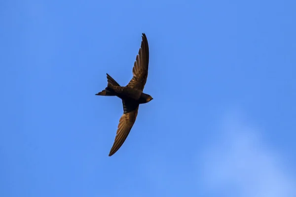 Negro Veloz Volando Cielo Azul Frecuentes Swift Apus Apus — Foto de Stock