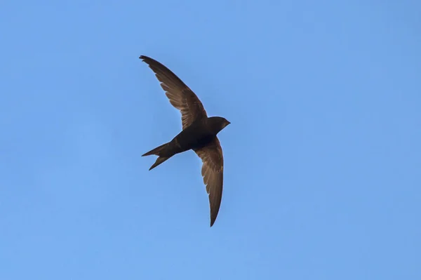 Negro Veloz Volando Cielo Azul Frecuentes Swift Apus Apus — Foto de Stock