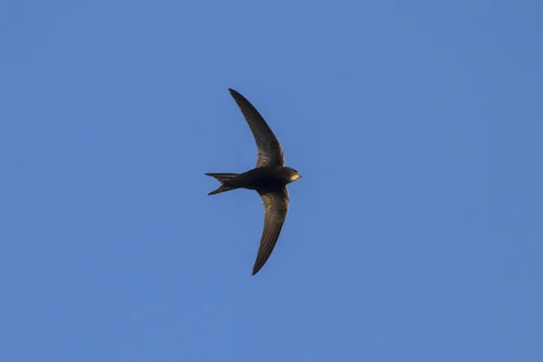 Voar Rápido Preto Céu Azul Frequentes Swift Apus Apus — Fotografia de Stock