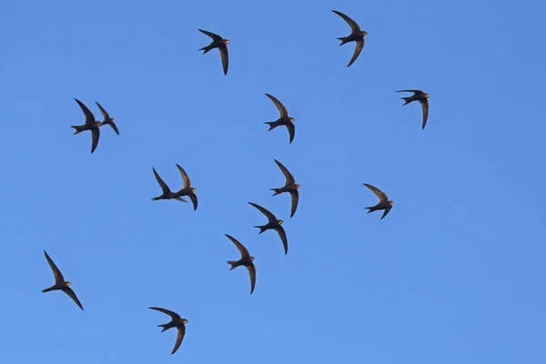 Uçan Siyah Kırlangıçlar Sürüsü Genel Swift Apus Apus Telifsiz Stok Imajlar