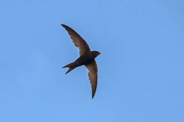 Schwarzer Mauersegler Blauen Himmel Mauersegler Apus Apus Stockbild