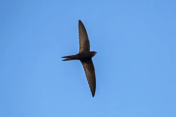 Mavi Gökyüzünde Siyah Süratli Uçuyor Genel Swift Apus Apus Telifsiz Stok Fotoğraflar