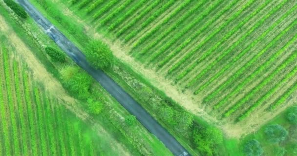 Vista para os olhos das aves na vinha da Toscana com uma estrada solitária entre elas. Paisagem italiana de cima . — Vídeo de Stock