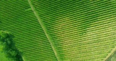 Toscana bağ manzara üzerinde uçan.