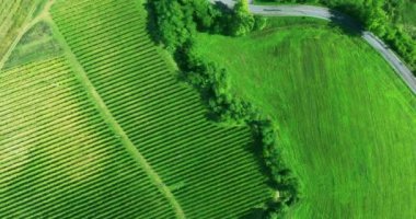 Tuscany bağ ve tepeler yukarıdan manzara. Hava atış. Üstten Görünüm,