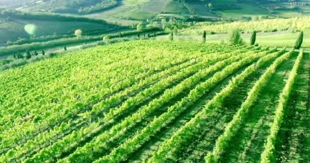 Szép légi felvétel vineyard sorok panoráma naplementekor. — Stock videók