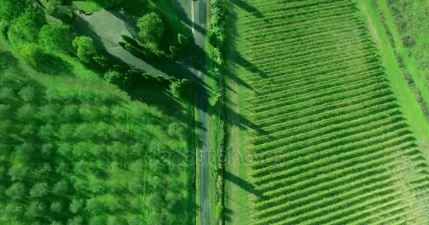 Luchtfoto van de wijngaard, grove en een weg tussen hen. — Stockvideo