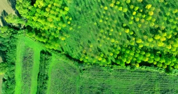 Vue aérienne d'un magnifique bosquet verdoyant et d'arbres en campagne estivale en Toscane .