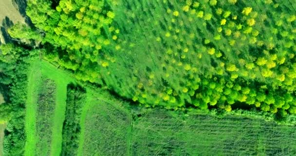 Aerial view of beautiful green grove and trees in summer countryside in Toscana. — Stock Video