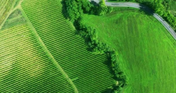 Tuscany vingård och hills landskap från ovan. Antenn skott. Översiktsvy, — Stockvideo