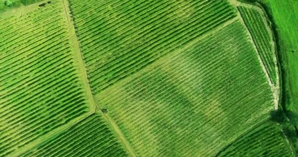 Mooie geometrie van wijngaard rijen schot van bovenaf in Toscane, Italië. Luchtfoto. — Stockvideo