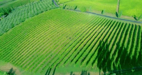 Slow aerial flying down by vineyard rows in Tuscany. — Stock Video