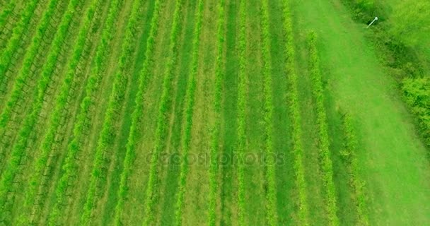 トスカーナのブドウ畑の風景の空中のチルト アップ ショット. — ストック動画