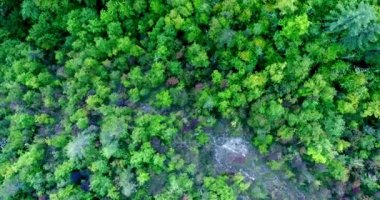Üstten Görünüm hareket üzerinde yoğun bir yeşil orman sis indi üzerinde bir