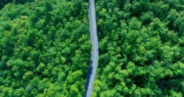 Yukarıdan bir orman yolu görüntüleyin. Yolun ortasında ön plana