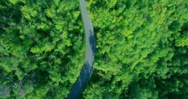 Yemyeşil ağaçlar ve evergreen çalılıkları ortasında orman yolu