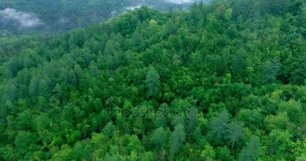 Nebbia sulla foresta verde. Colpo aereo sopra una bella fo spessa — Video Stock