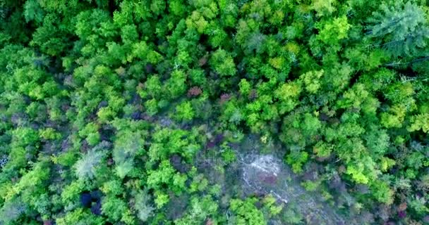 Top view in motion over a dense green forest, fog descended on a — Stock Video