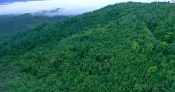 Κεραία βολή πάνω από ένα πανέμορφο ομιχλώδες δάσος. Το δάσος είναι σε ένα φο — Αρχείο Βίντεο